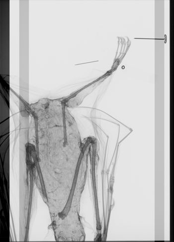Media type: image; Mammalogy 12762   Description: Xray of skin.;